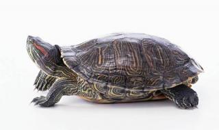 巴西龟的饲养方法