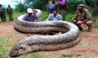 世界之最大的蛇