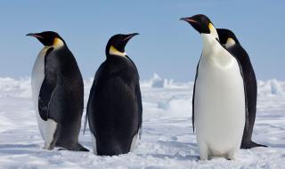 企鹅生活在哪里